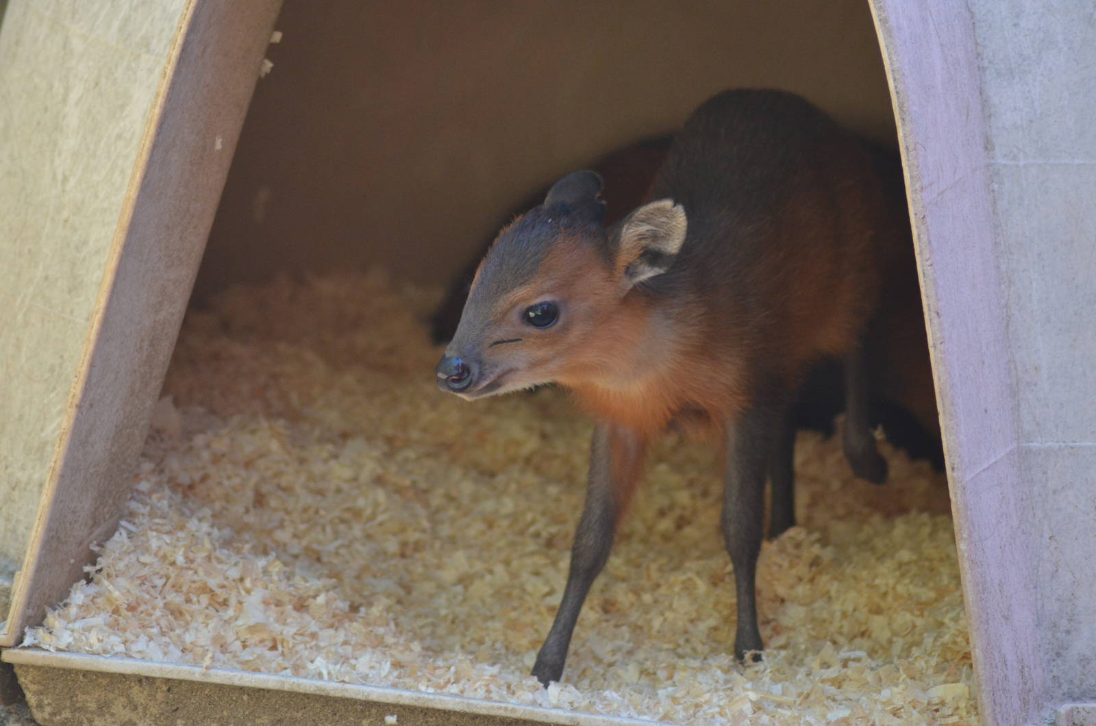 Juvenile Red-flanked Duiker