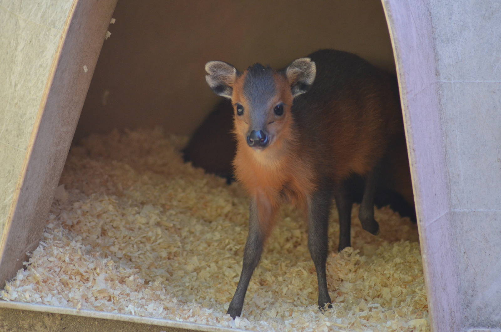 Juvenile Red-flanked Duiker