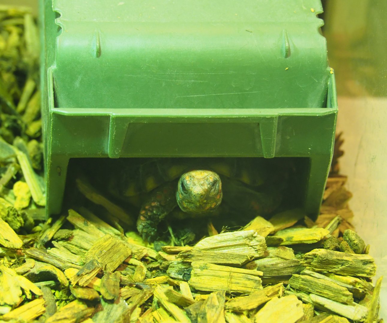 Juvenile Red-footed tortoise (Chelonoidis carbonarius) in hide, 2019-12-30