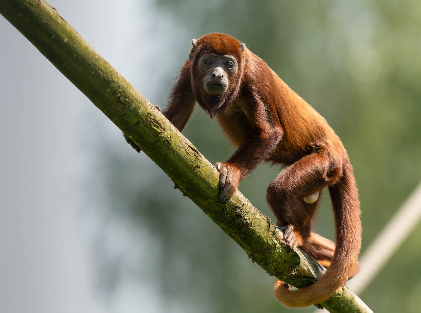 Juvenile Red howler monkey, YWP, UK
