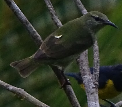 Juvenile Red-legged Honeycreeper