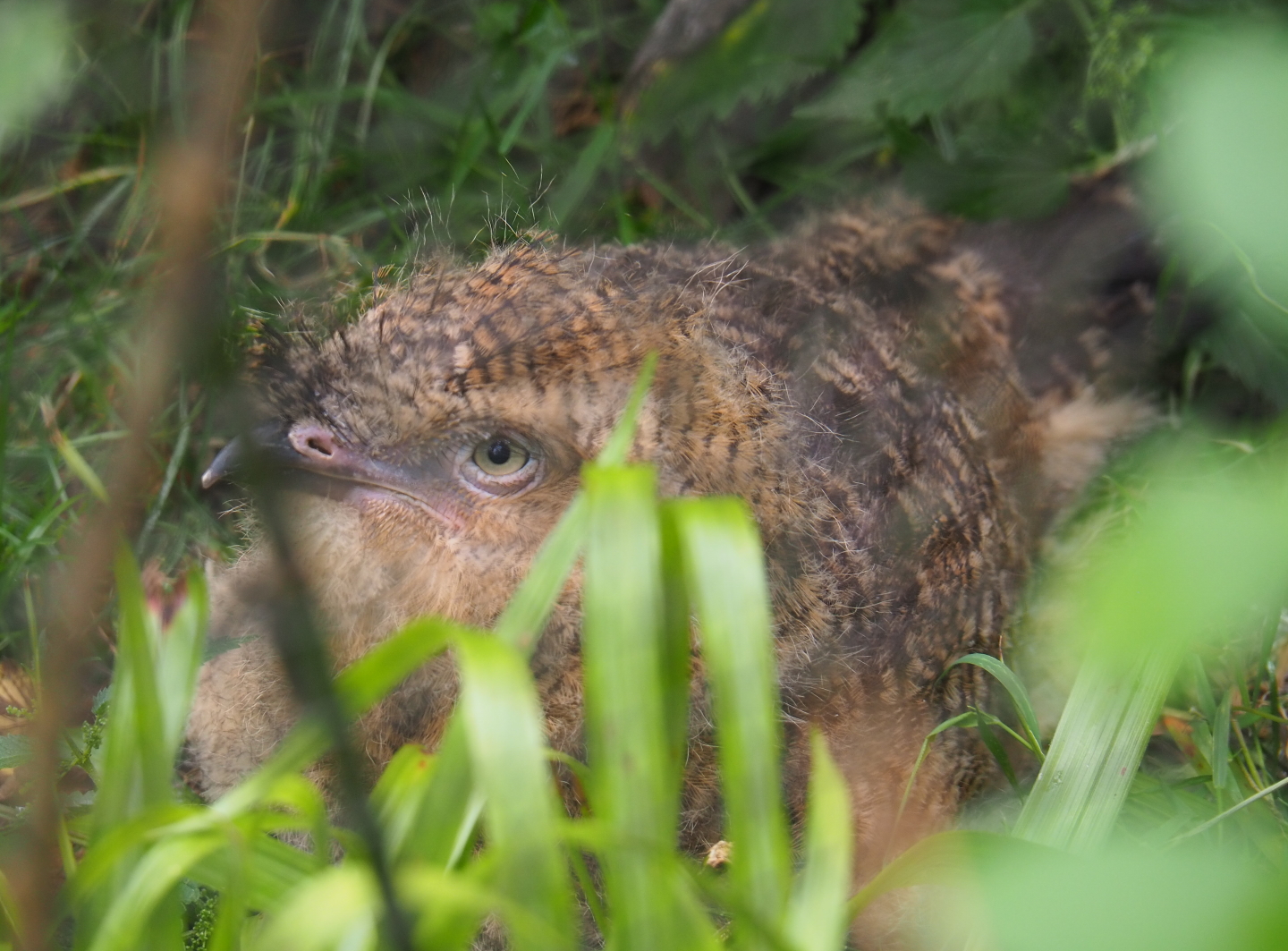 Juvenile red-legged seriema (Cariama cristata), 2019-07-21