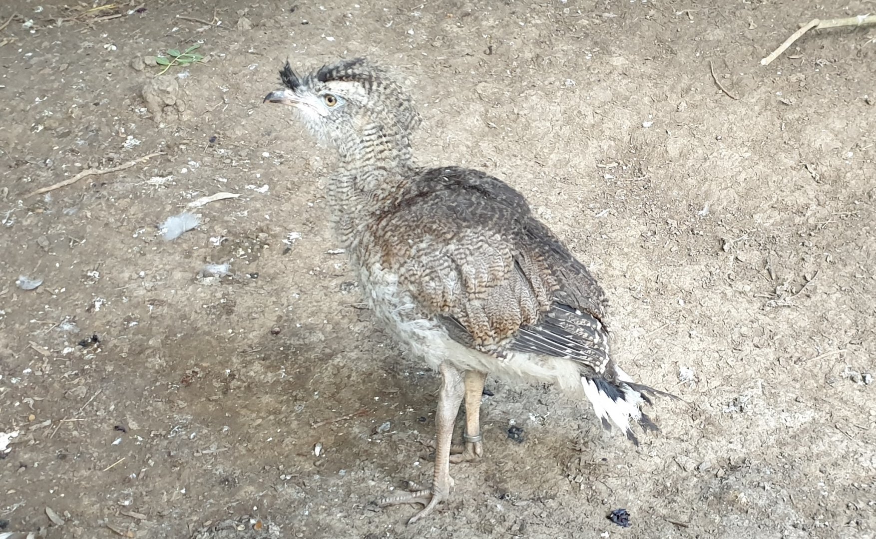 Juvenile Red-legged seriema
