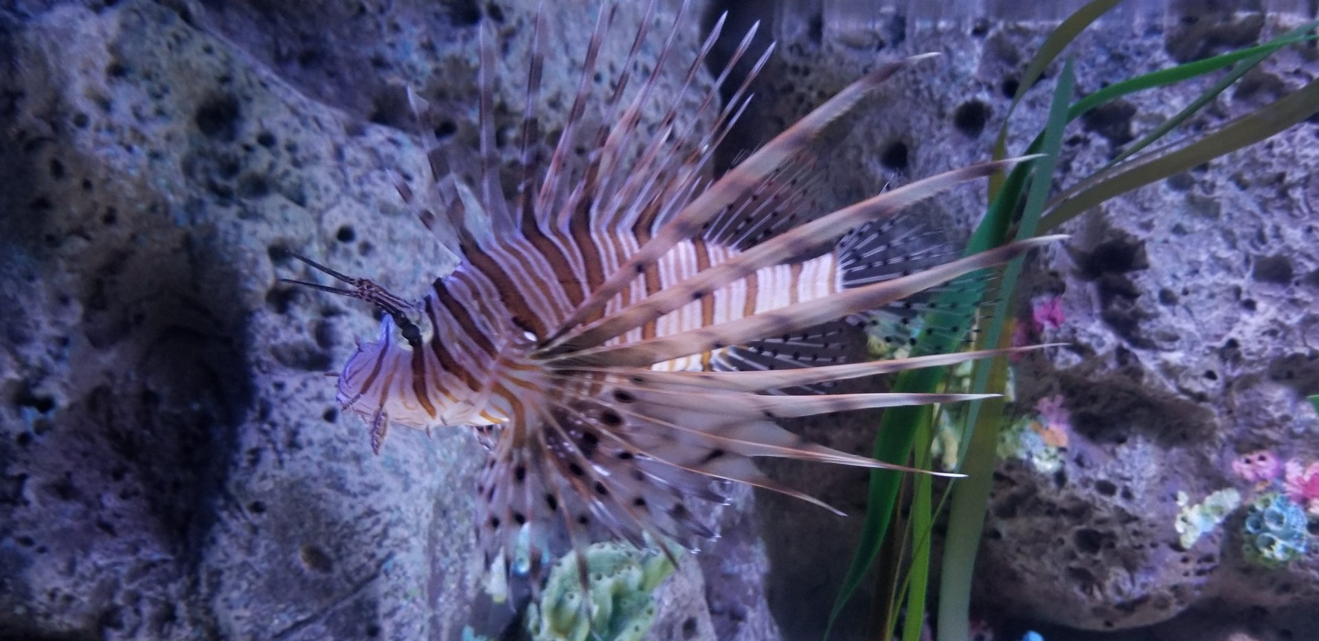 Juvenile Red Lionfish