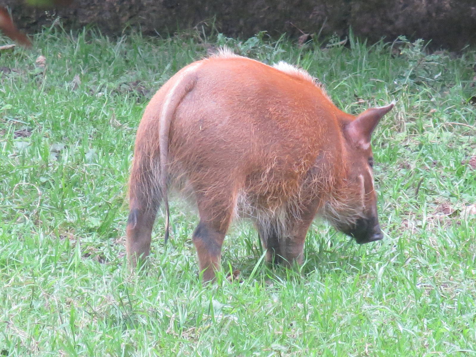 juvenile red river hog 210913