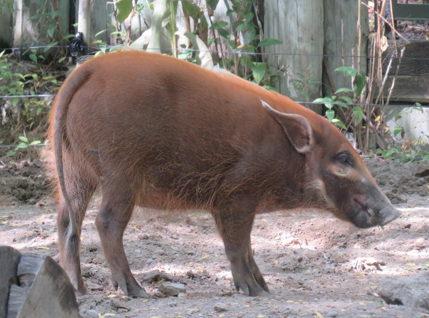 Juvenile red river hog
