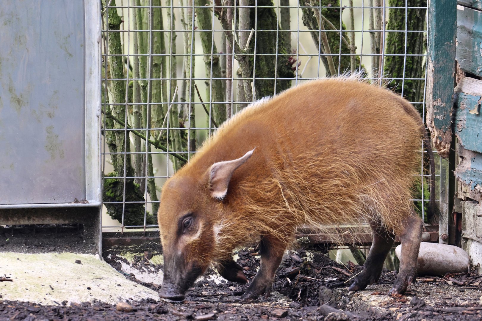 Juvenile Red River Hog