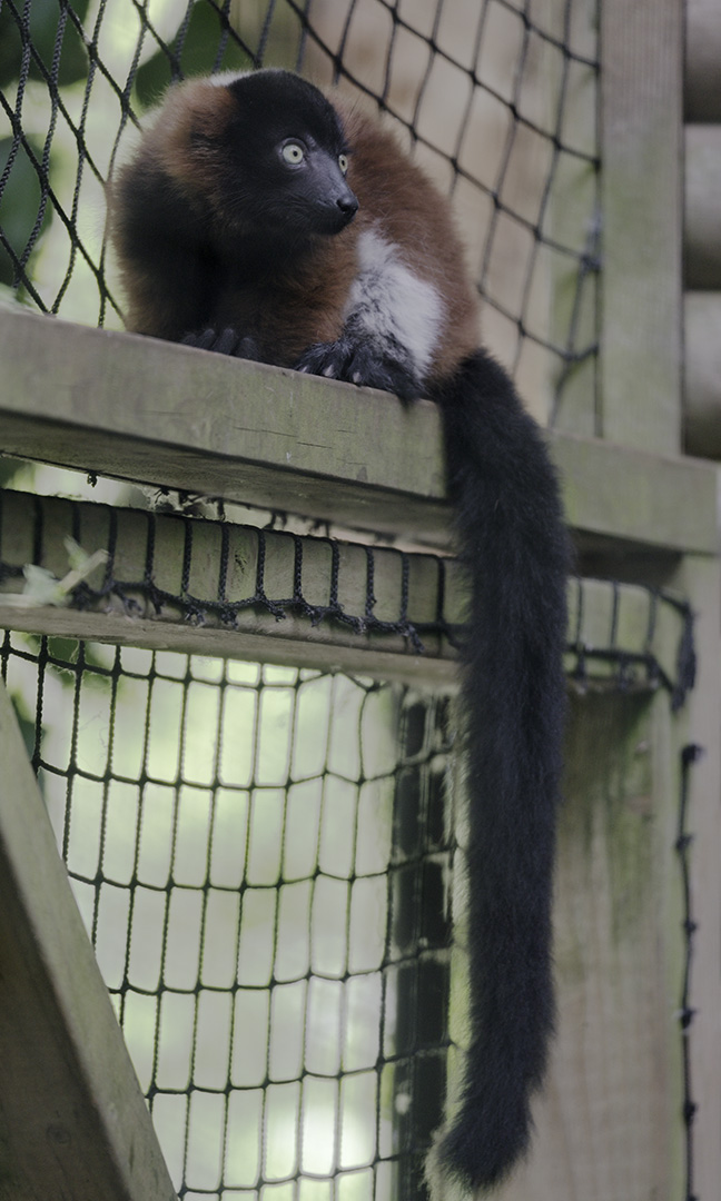 Juvenile red ruffed lemur