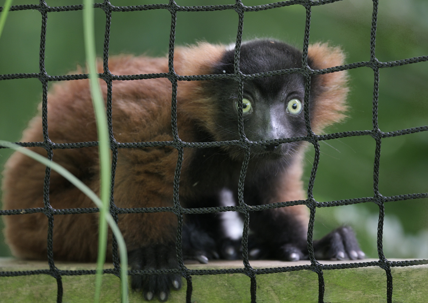 Juvenile red ruffed lemur