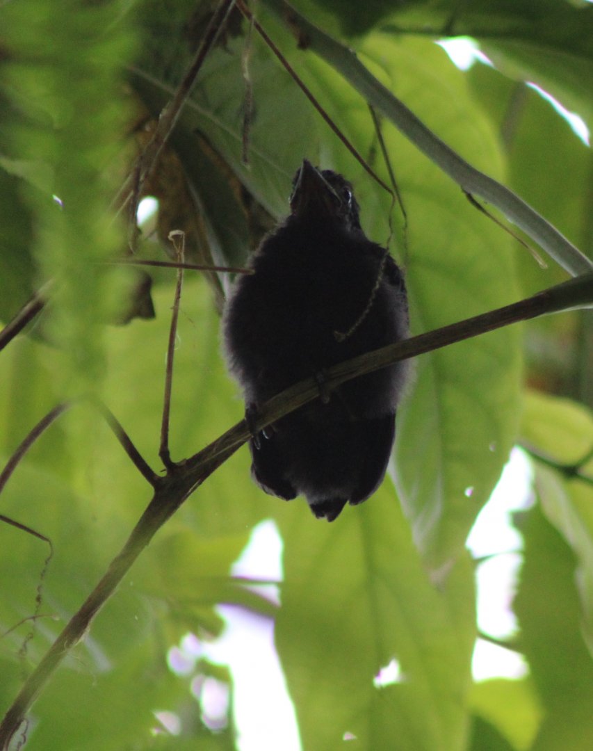 Juvenile Red-rumped cacique