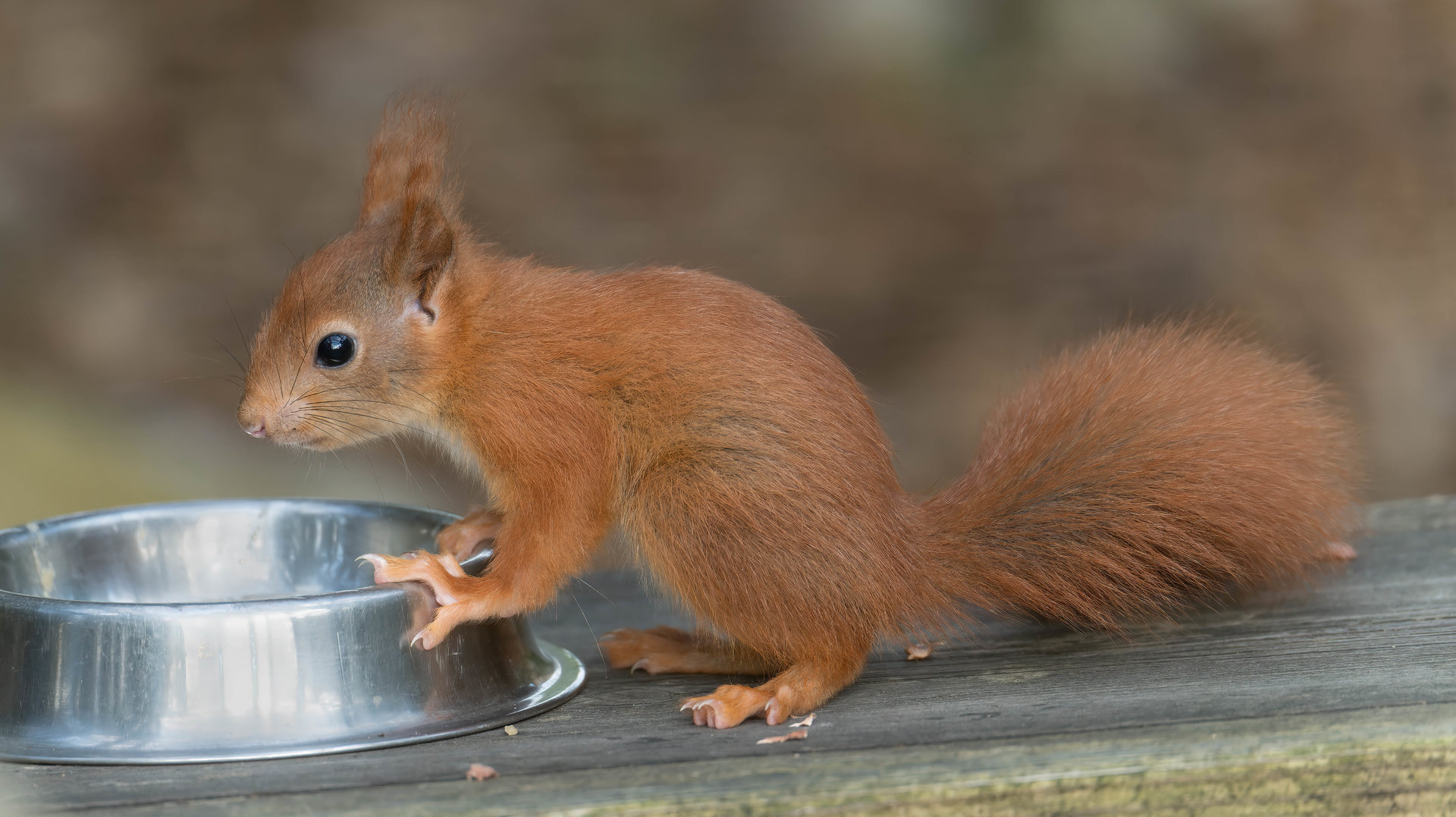 Juvenile red squirrel, Peak Wildlife Park, UK
