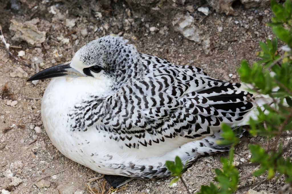 Juvenile Red-tailed Tropicbird