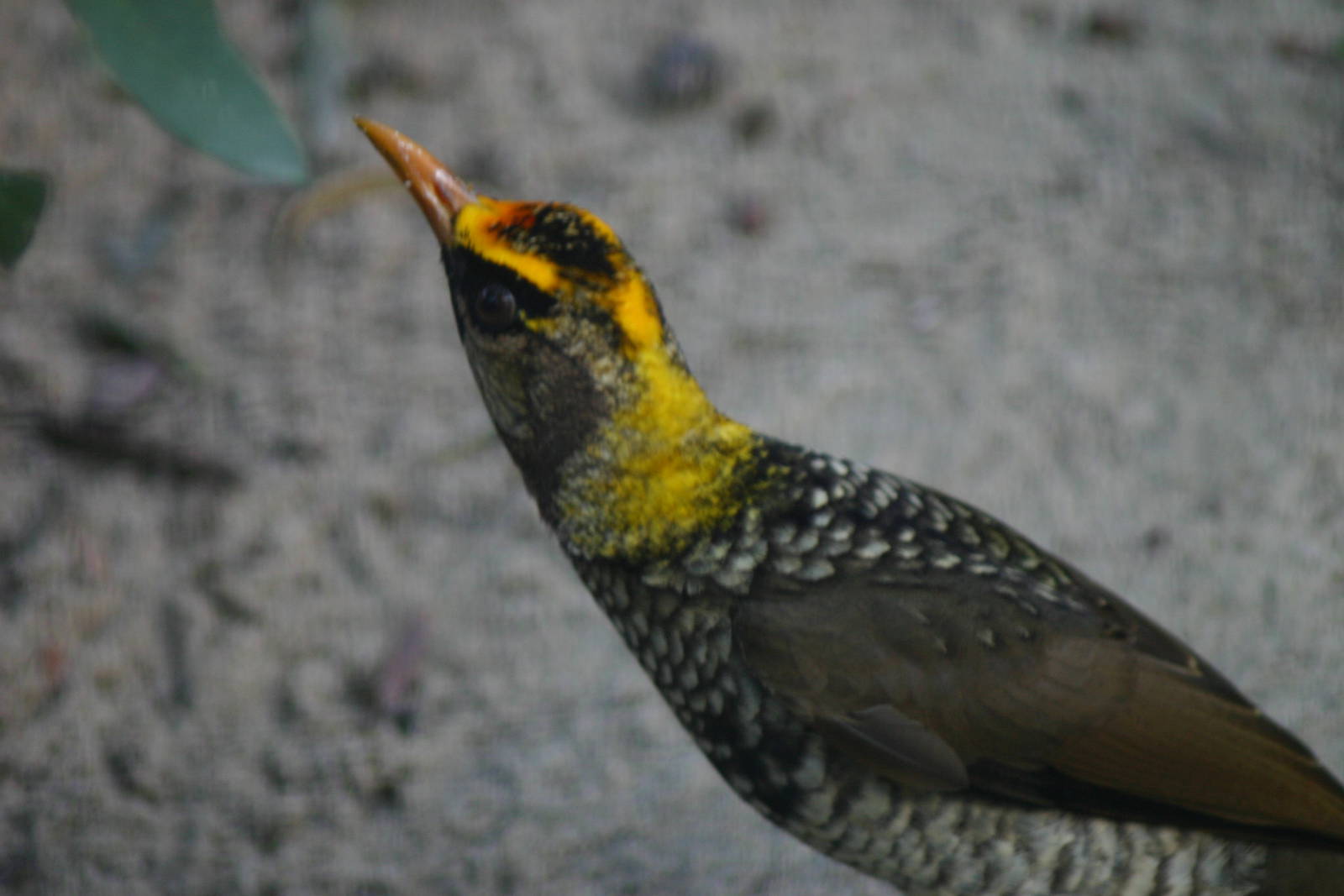 Juvenile Regent Bowerbird, Taronga Zoo