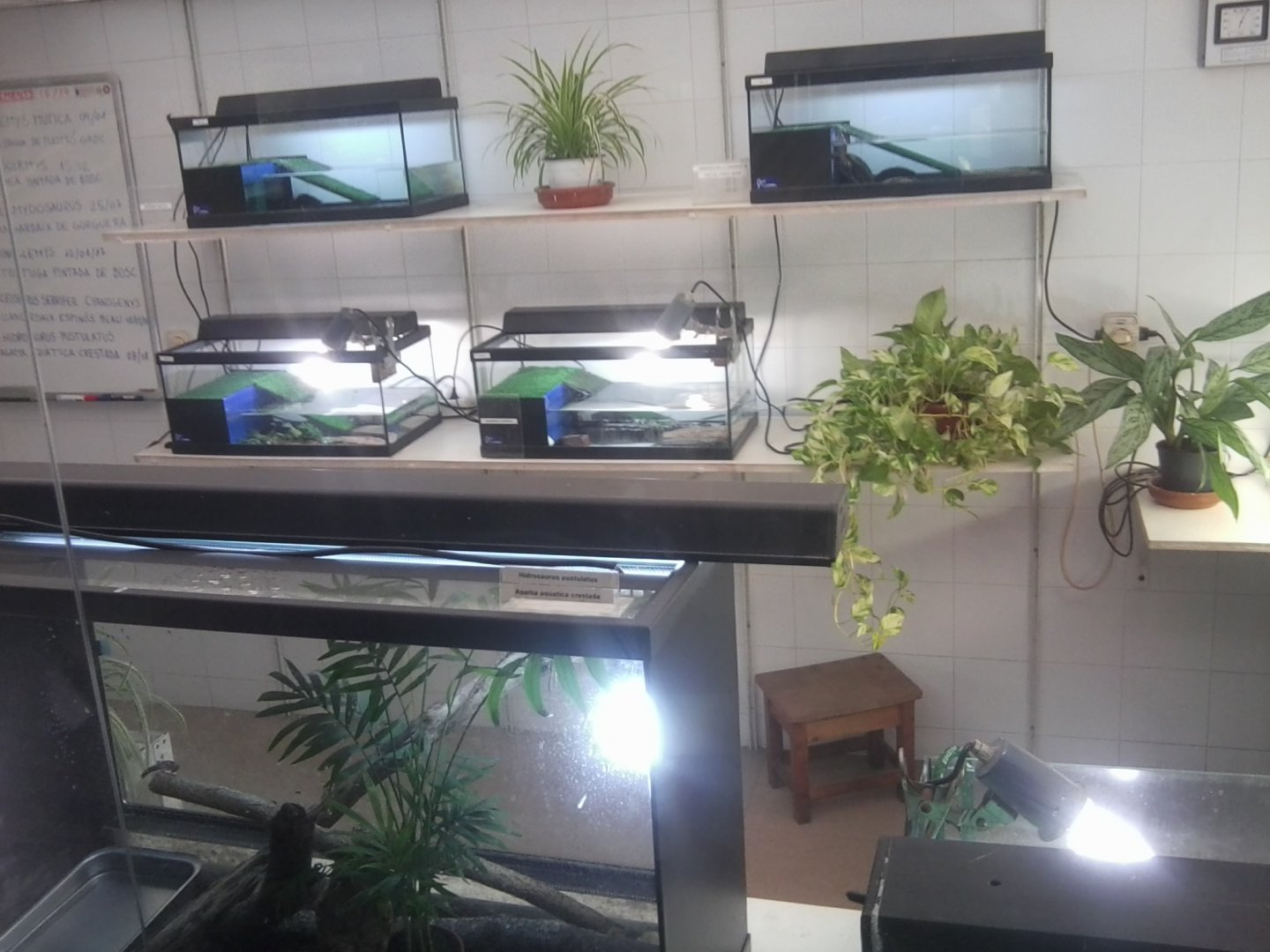 Juvenile reptile nursery