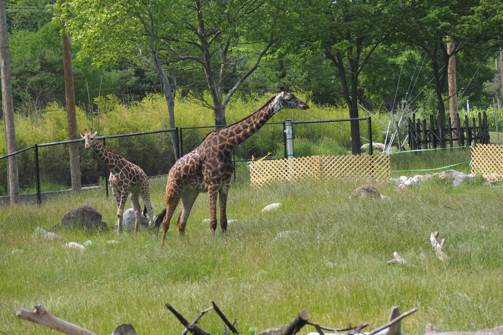 Juvenile reticulated & adult Massai giraffe