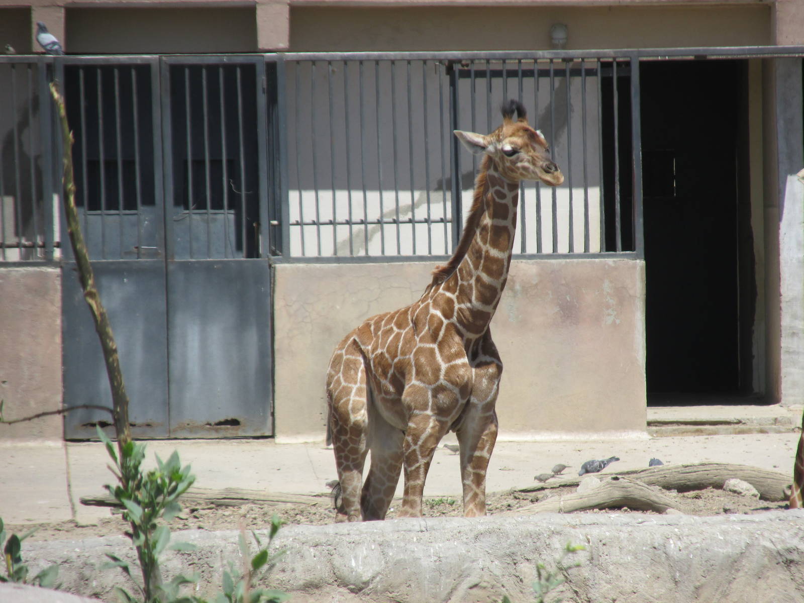 juvenile reticulated giraffe san juan de aragon zoo
