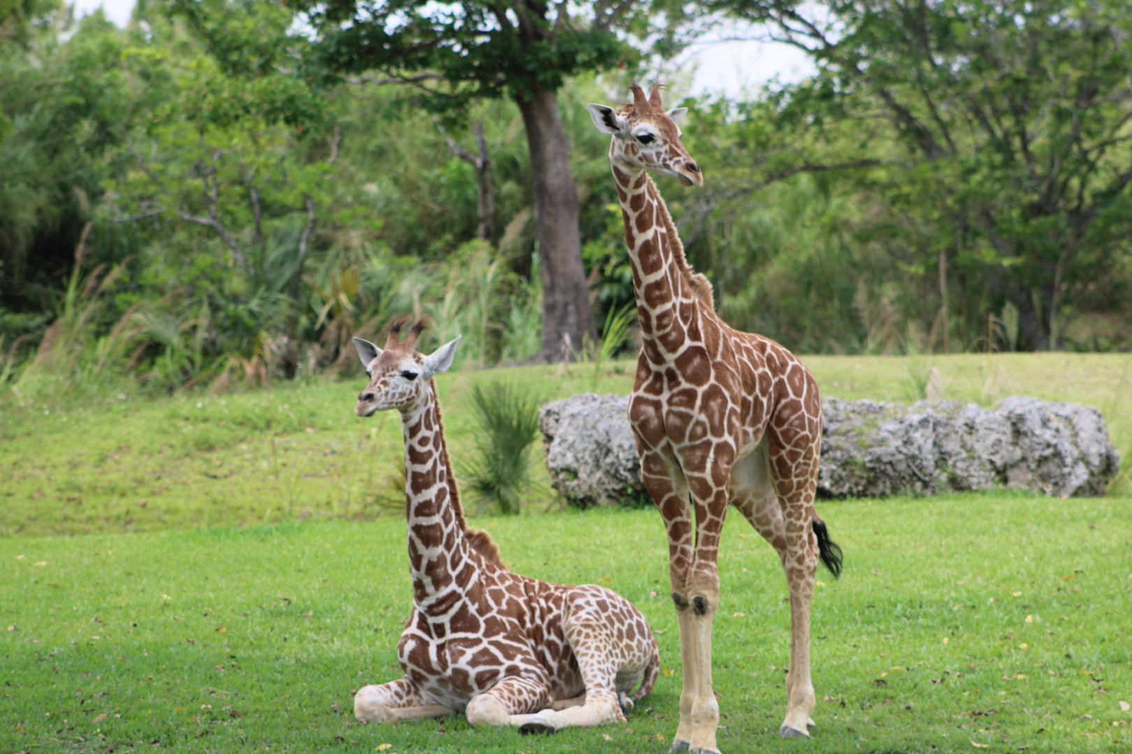 Juvenile Reticulated Giraffes (Giraffa reticulata)