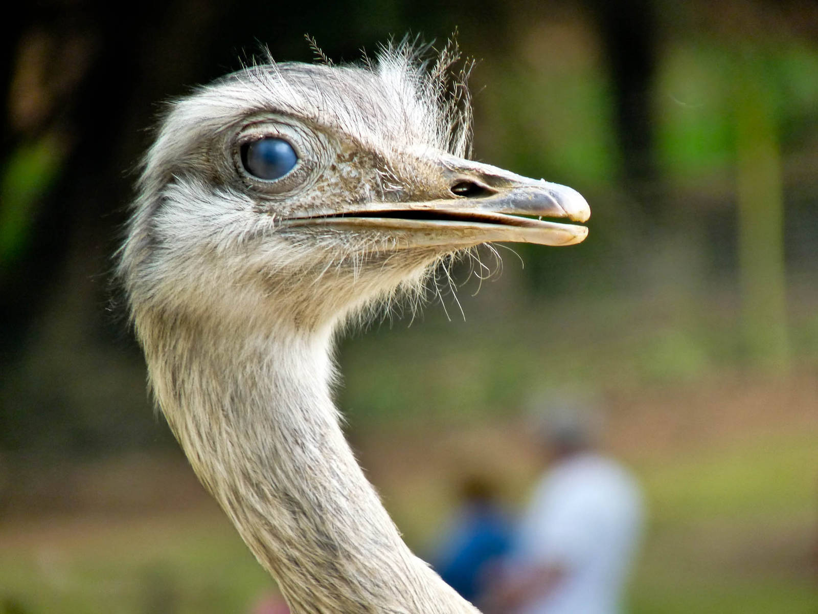 Juvenile Rhea