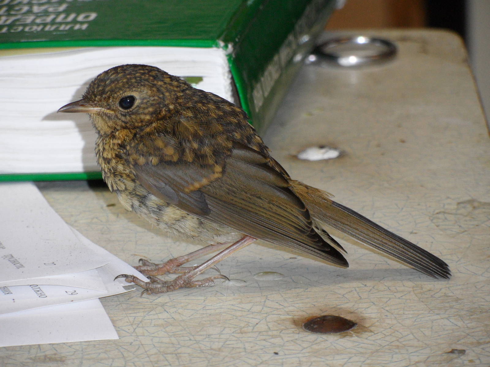 Juvenile robin