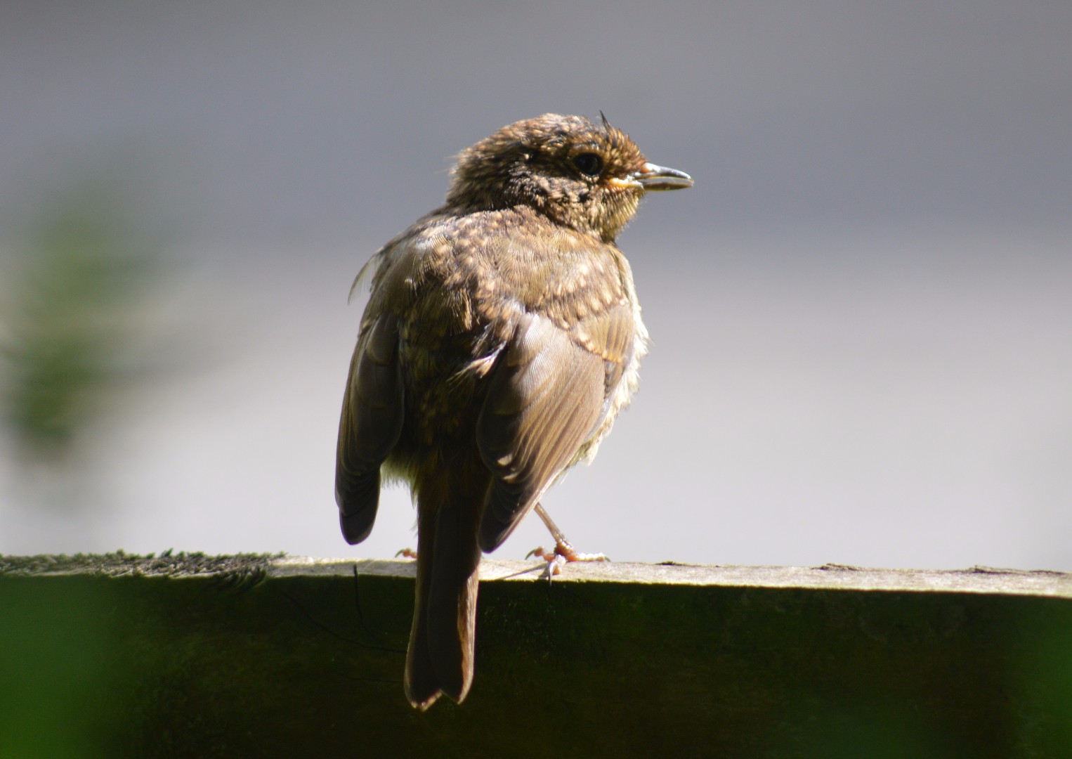 Juvenile Robin