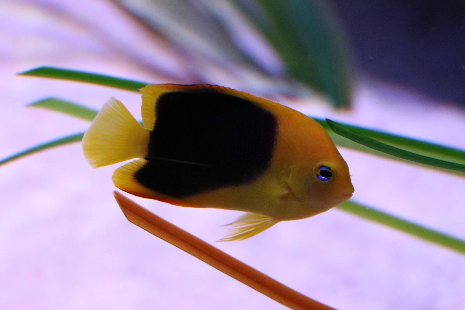 Juvenile rock beauty angelfish, September 2015