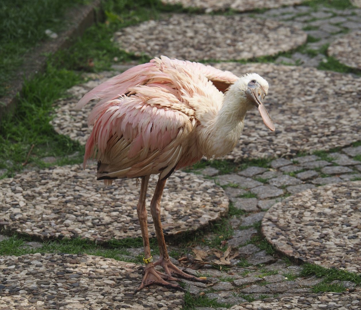 Juvenile Roseate spoonbill (Platalea ajaja), 2024-05-21