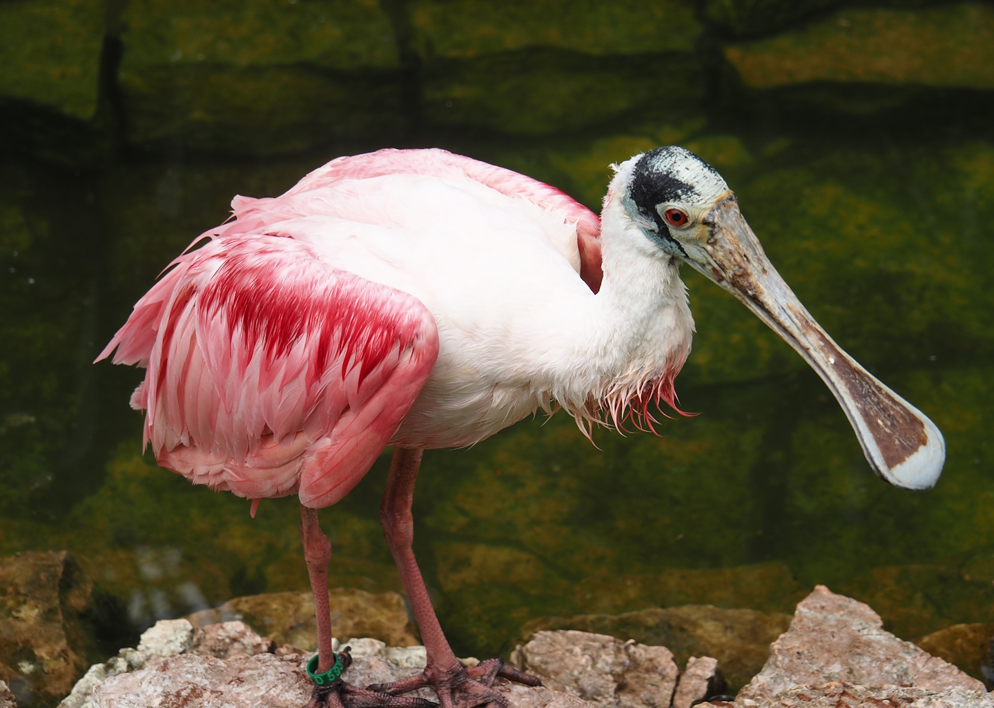 Juvenile Roseate spoonbill (Platalea ajaja), 2024-05-21
