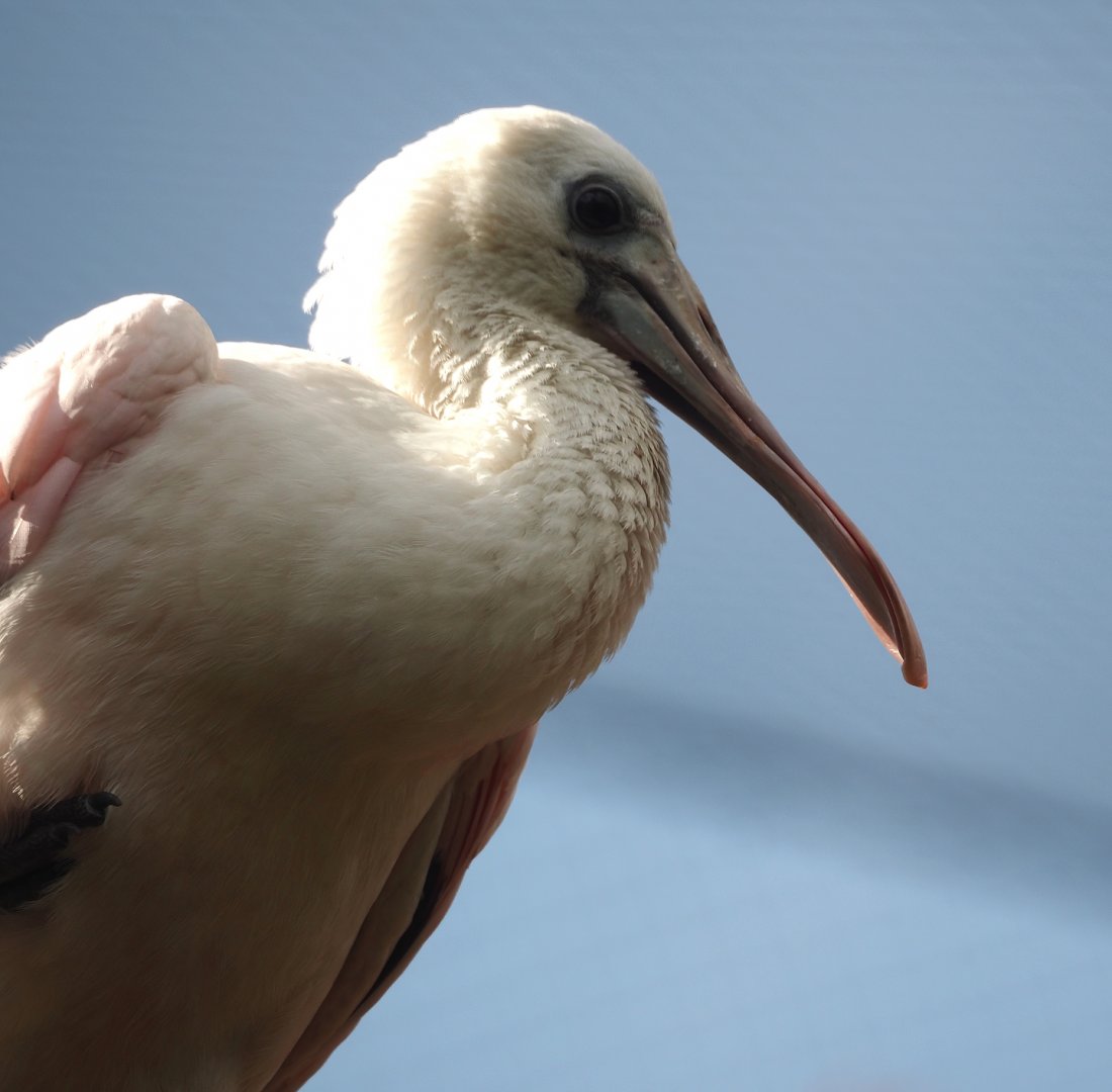 Juvenile Roseate spoonbill (Platalea ajaja), 2024-08-21