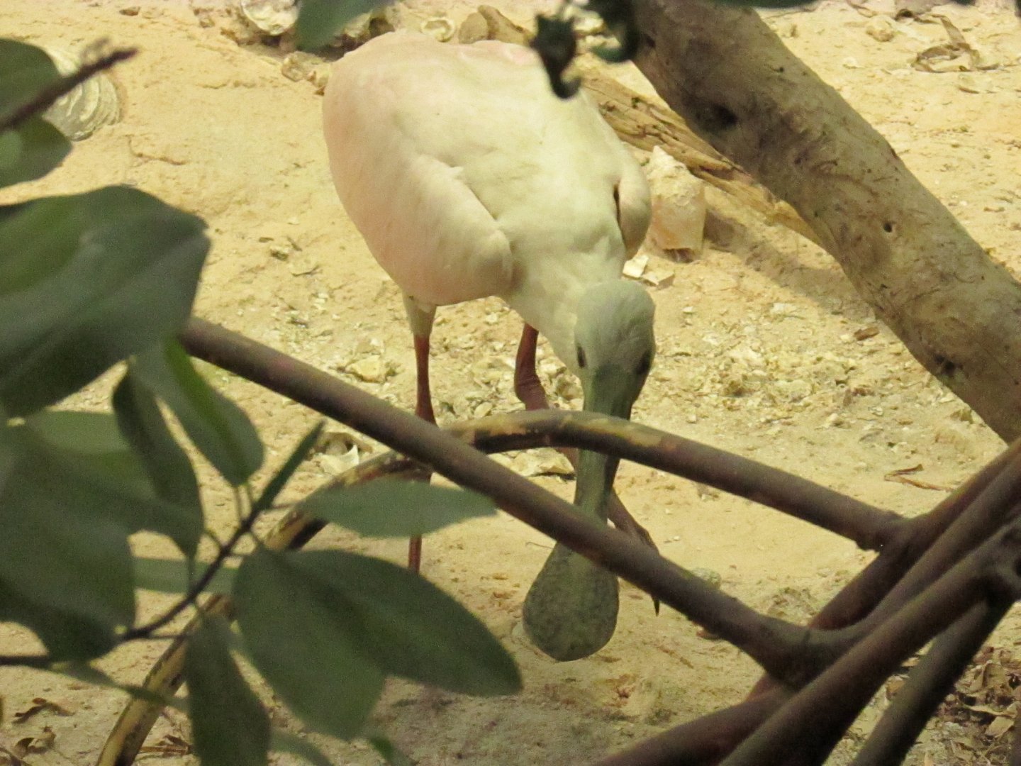 Juvenile Roseate Spoonbill