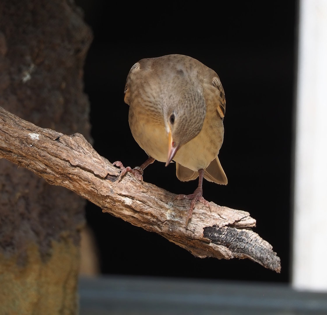Juvenile Rosy starling (Pastor roseus), 2022-09-04