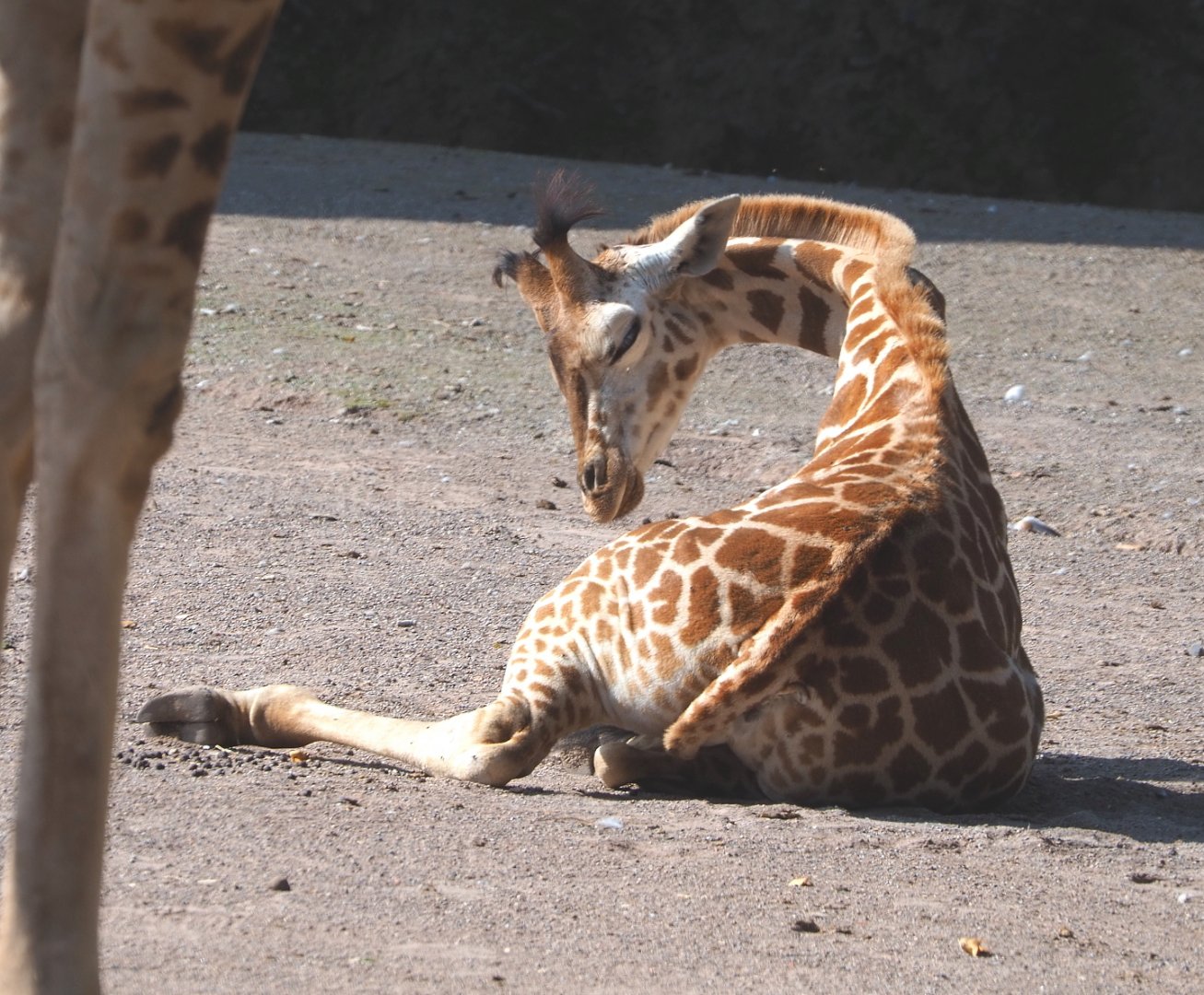 Juvenile Rothschild's giraffe (Giraffa camelopardalis rothschildi), 2021-09-02