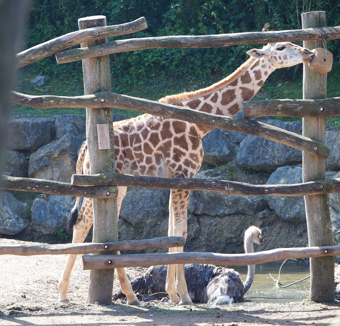 Juvenile Rothschild's giraffe (Giraffa camelopardalis rothschildi), 2021-09-02