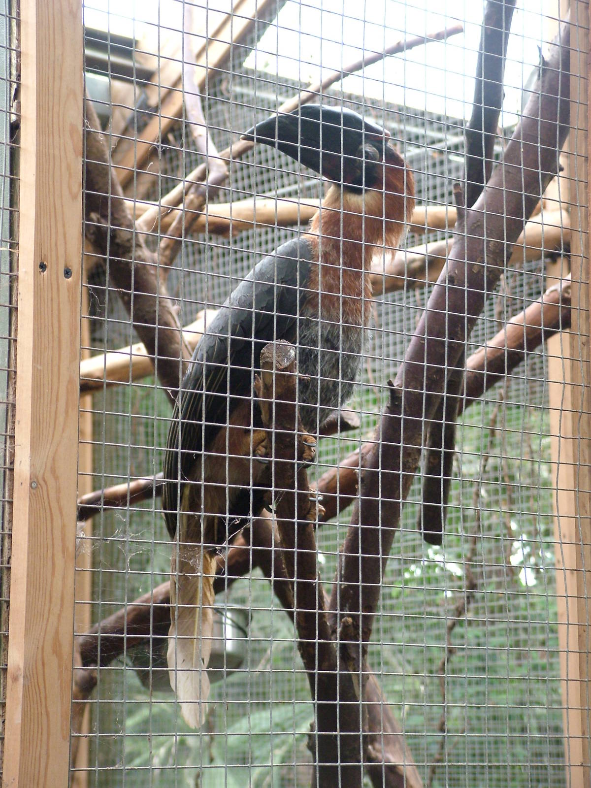 Juvenile Rufous Hornbill at the RSCC, 31/07/10