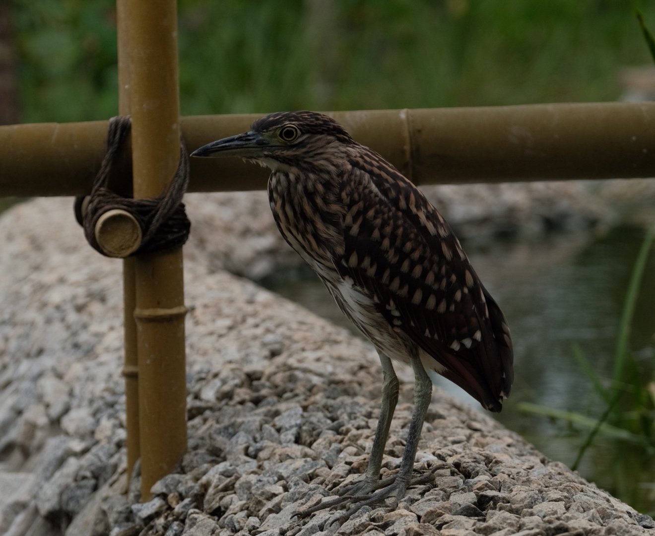 Juvenile Rufous Night Heron (Nycticorax caledonicus)