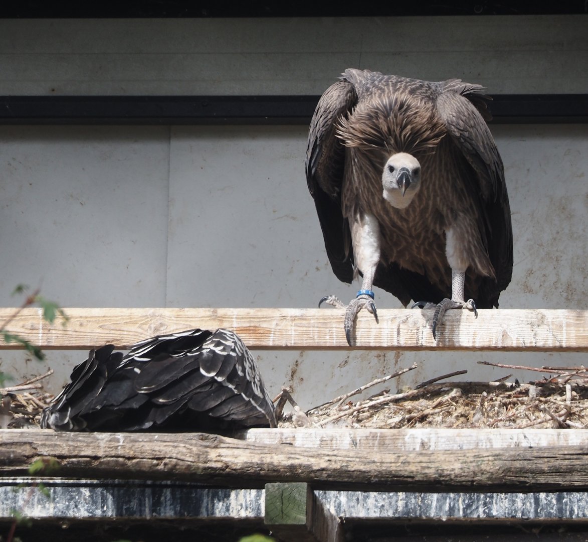Juvenile Rüppell's griffon vulture (Gyps rueppelli rueppelli), 2024-06-30