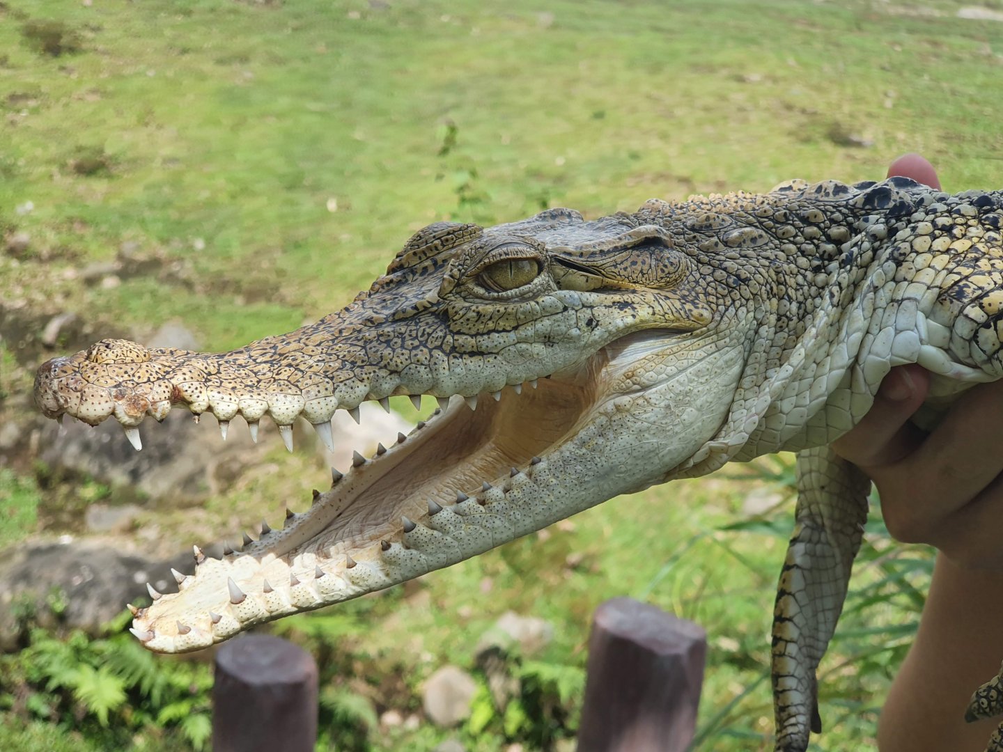Juvenile Saltwater Crocodile (Crocodylus porosus) - Baobab Safari Resort