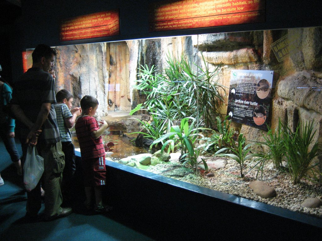 Juvenile Saltwater Crocodile exhibit