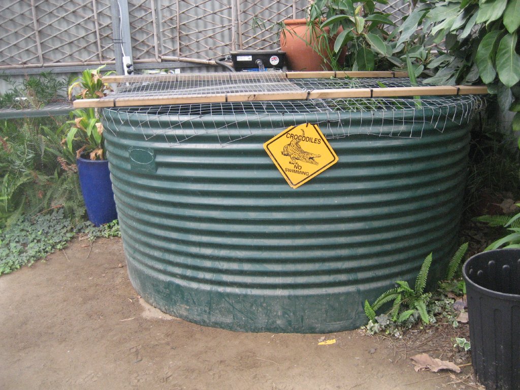 Juvenile Saltwater Crocodile tank exterior