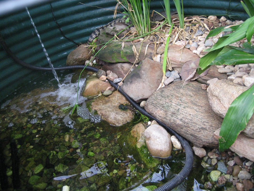 Juvenile Saltwater Crocodile tank interior