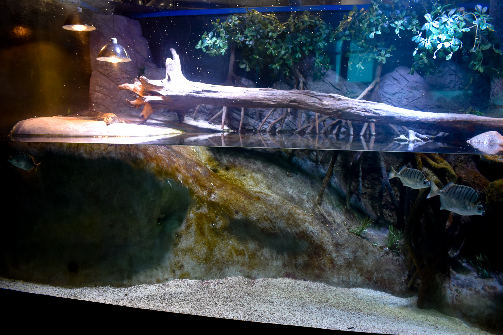 Juvenile saltwater crocodile tank