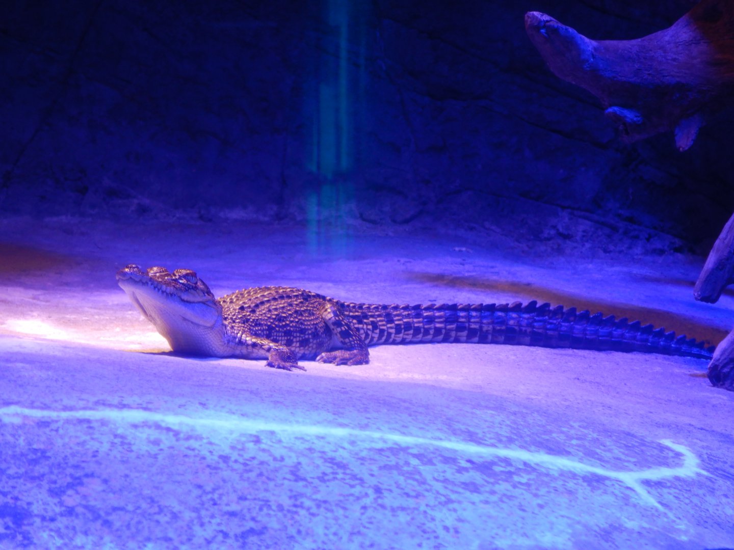 Juvenile Saltwater Crocodile
