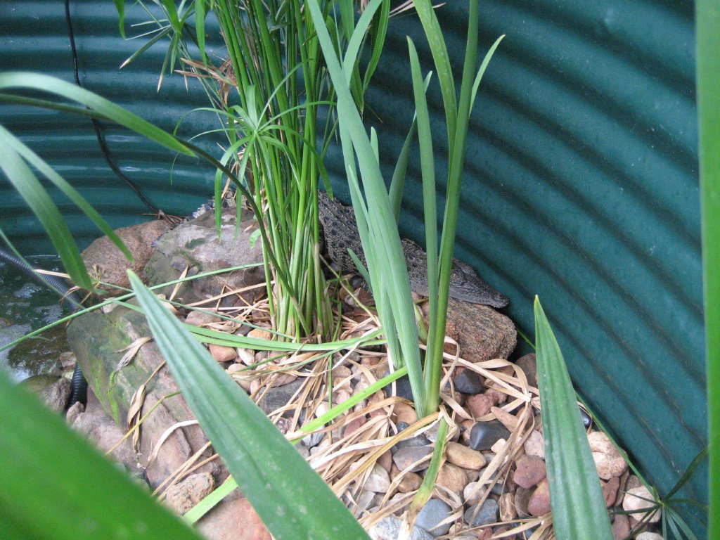Juvenile Saltwater Crocodile