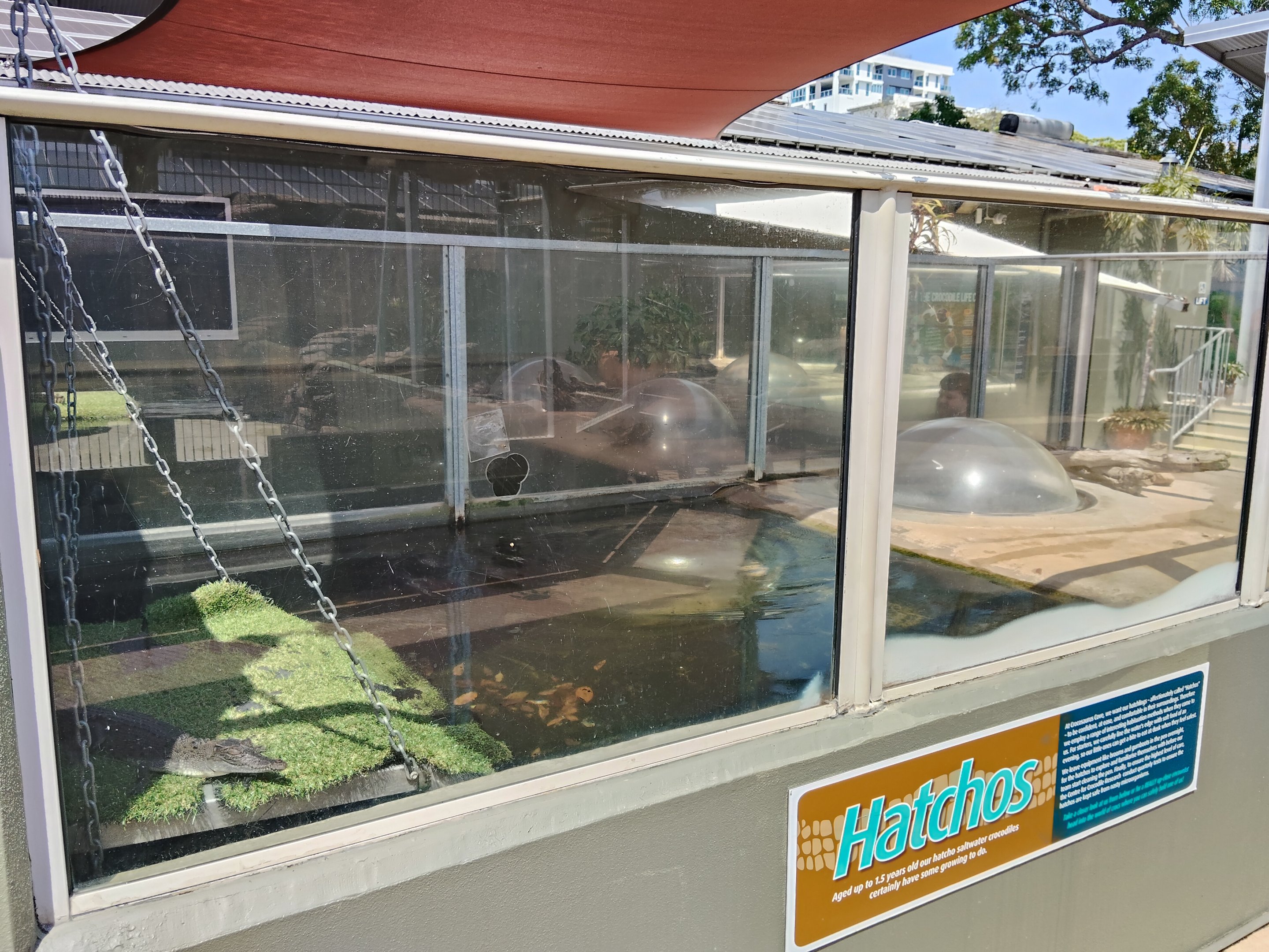 Juvenile Saltwater Crocodiles