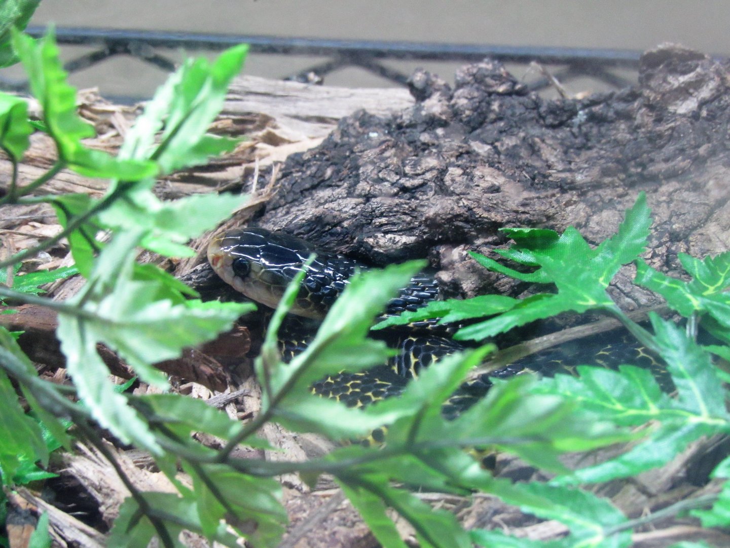 Juvenile Samar Cobra