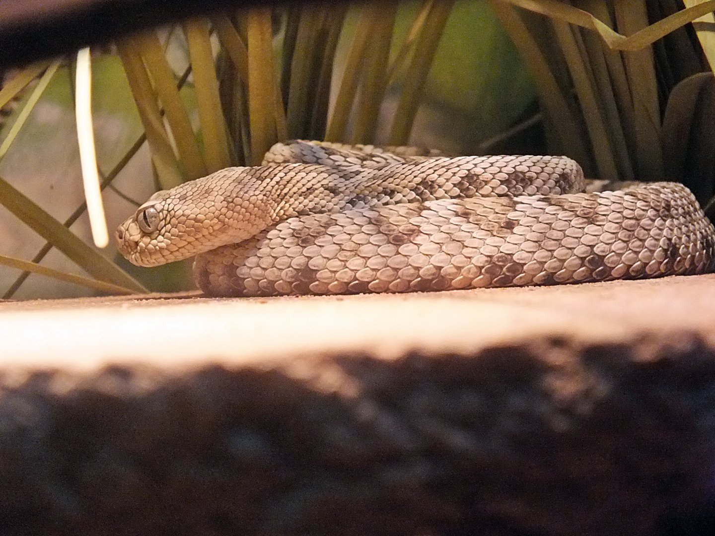 Juvenile Santa Catalina rattlesnake