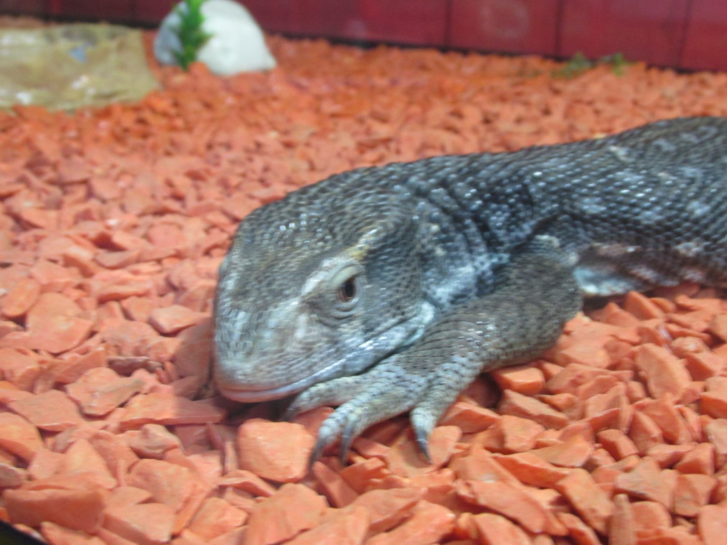 juvenile savannah monitor lizard