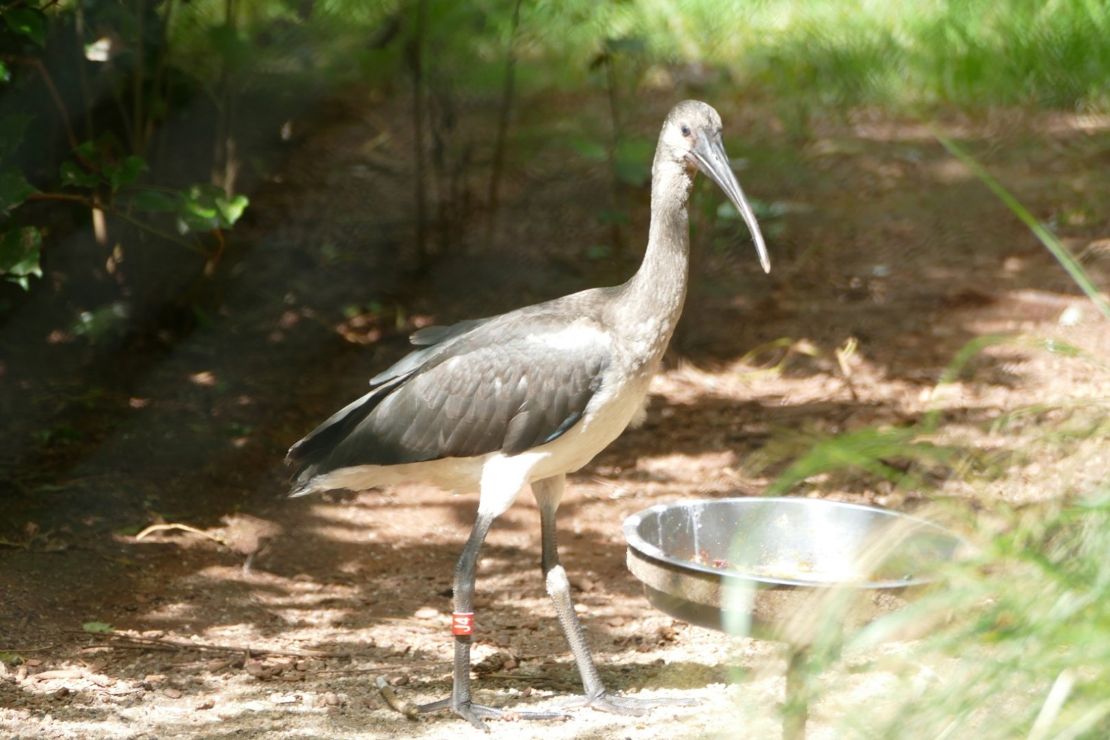 Juvenile scarlet ibis, August 2020