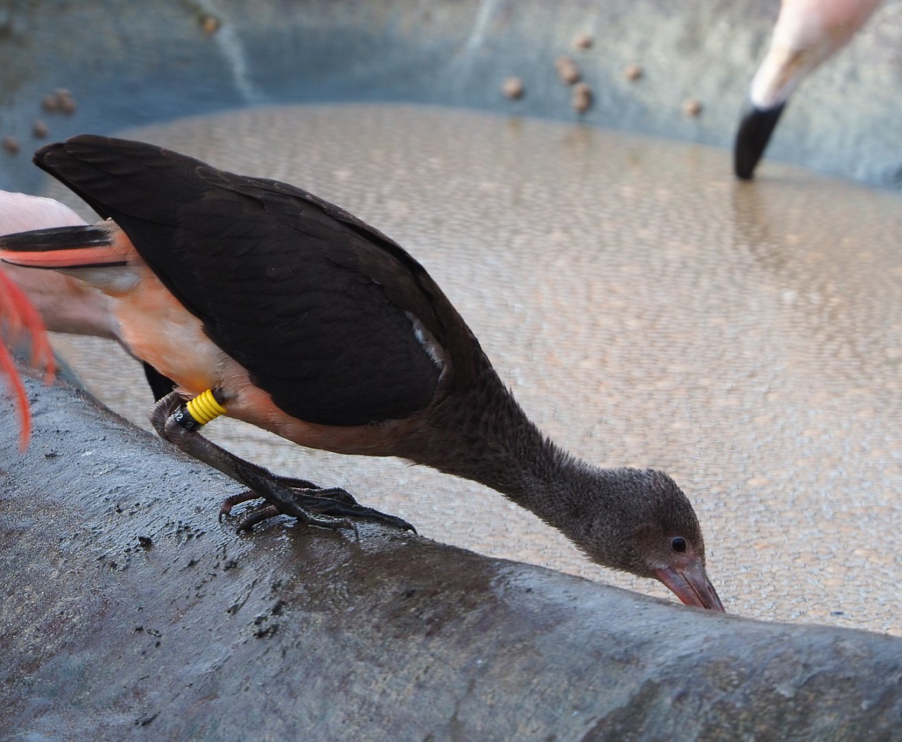 Juvenile Scarlet ibis (Eudocimus ruber), 2020-01-11