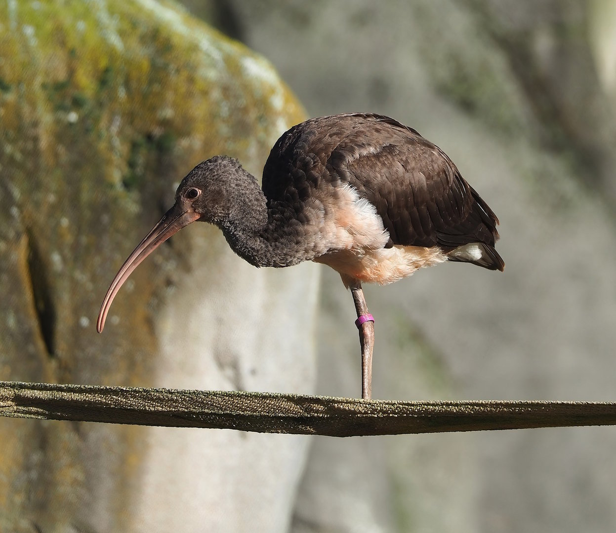 Juvenile Scarlet ibis (Eudocimus ruber), 2022-11-12