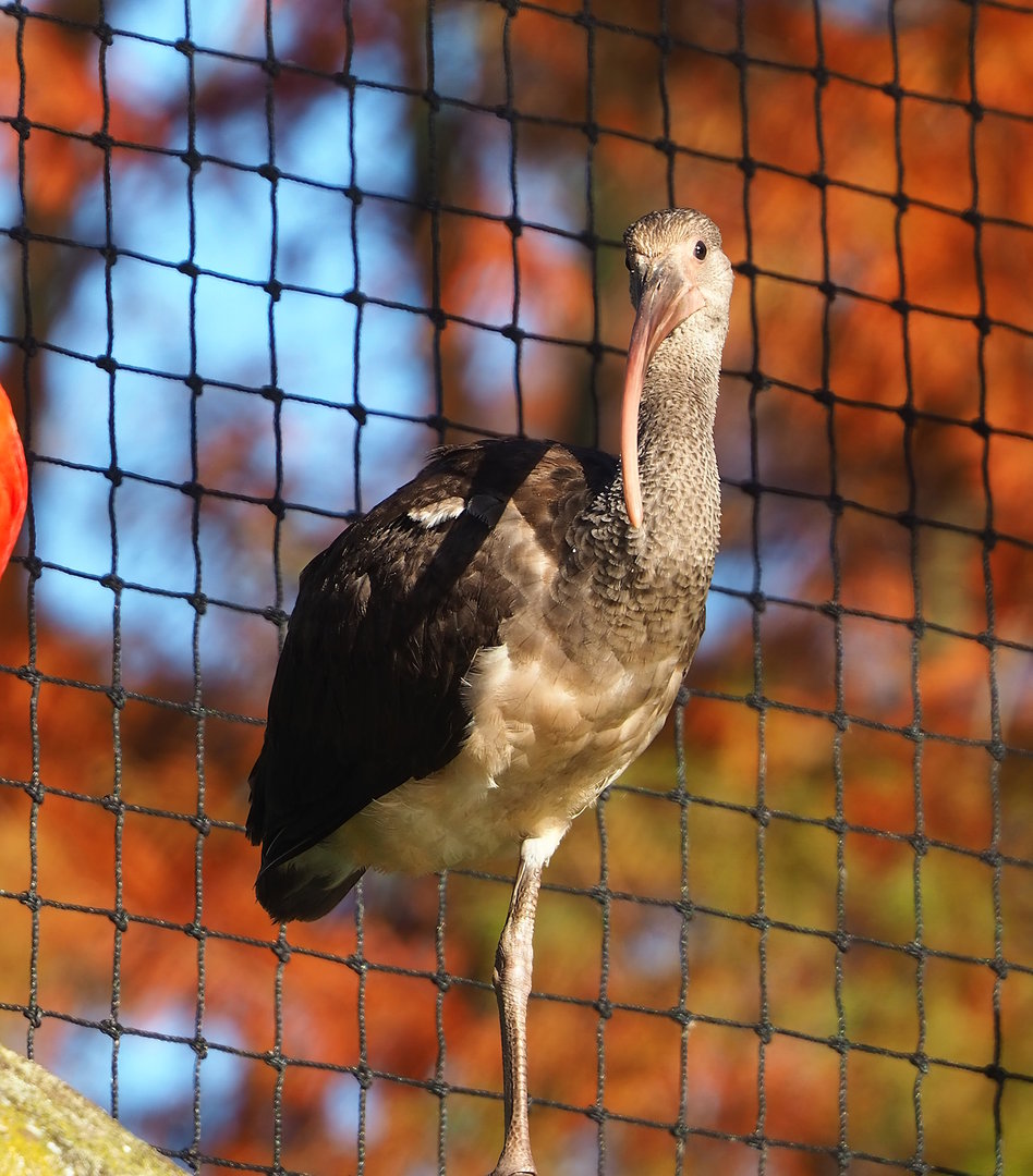 Juvenile Scarlet ibis (Eudocimus ruber), 2022-11-12